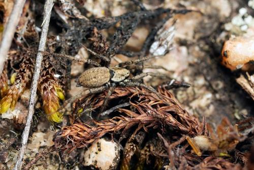 Nomisia sp.